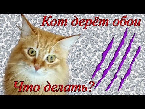 Обои которые не дерут кошки